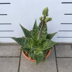 Aloe maculata (Aloe saponaria) – výška 50–60 cm, ⌀ 20–30 cm, kont. C6L